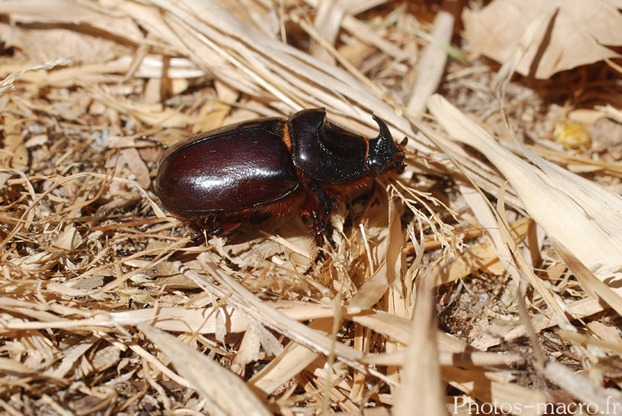 Oryctes nasicornis